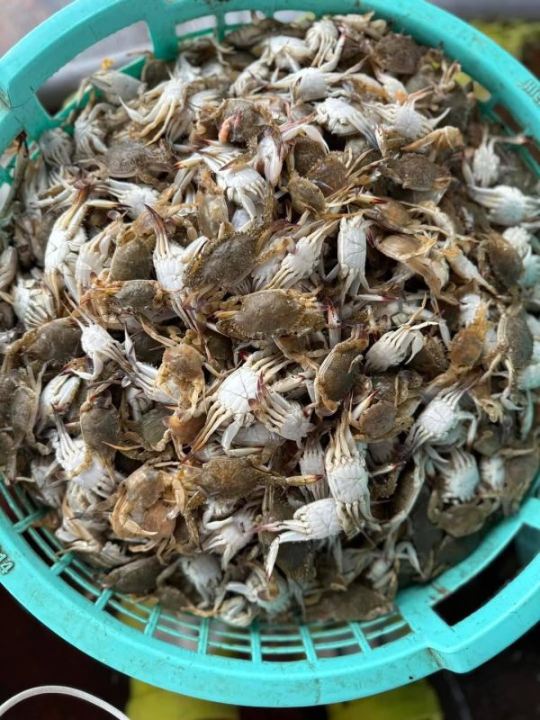 Ghẹ sữa có tác dụng gì?